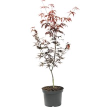 Japansk lönn FLORASELF Acer palmatum Bloodgood 40-60cm co 4L