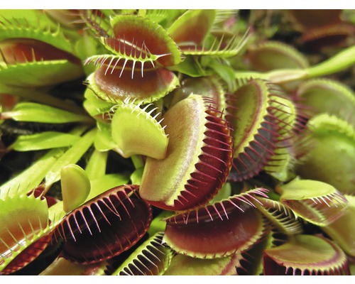 Närbild Venus flugfälla
