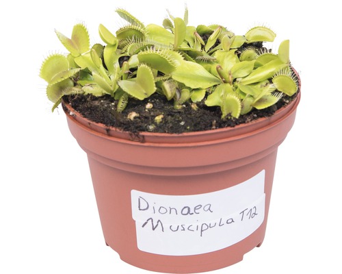 Venus flugfälla i kruka, köttätande växt