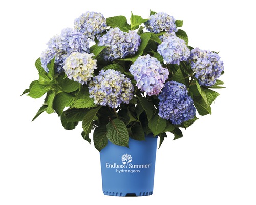 Bollhortensia Endless Summer blå Hydrangea macrophylla 20-35cm Co 5L