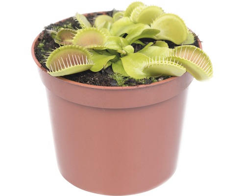 Venus flugfälla i kruka