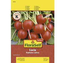 FloraSelf Lucia rädisfröpaket