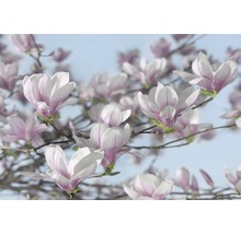 Fototapet KOMAR magnolia 368x254cm 8-738-thumb-0