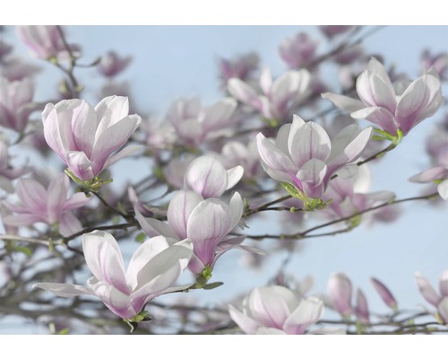 Fototapet KOMAR magnolia 368x254cm 8-738-0