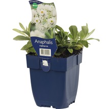Anaphalis triplinervis i kruka