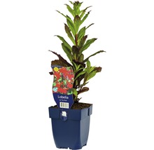 Lobelia i kruka