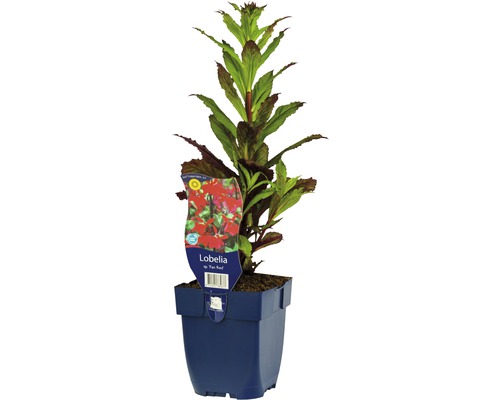 Lobelia FLORAELF Lobelia splendens 'Fan Red' 5-30cm Co 0,5L