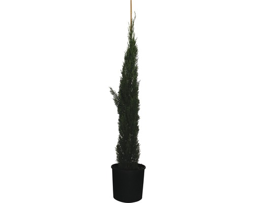 Äkta cypress Totem FLORASELF Cupressus sempervirens Totem 150-170cm co 18L