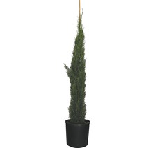 Cypress i kruka med träpinne
