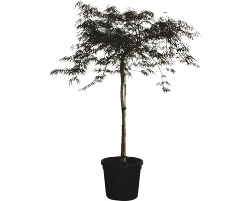 Japansk blodlönn stam FLORASELF Acer palmatum Dissectum Garnet 120cm co 25L