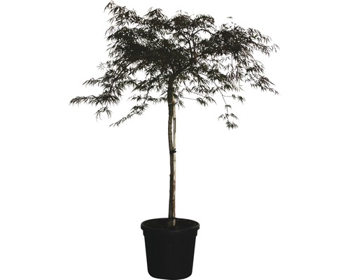 Japansk blodlönn stam FLORASELF Acer palmatum Dissectum Garnet 120cm co 25L Japansk lönn i kruka