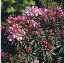 Rhododendronbuske med blommor