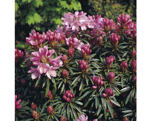 Rhododendron FLORASELF Rhododendron ponticum Graziella 30-40cm Co 6L