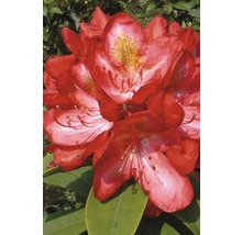 Närbild av en röd rhododendronblomma