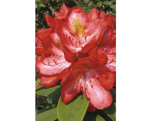 Rhododendron FLORASELF Rhododendron Hybride Junifeuer 30-40cm Co 6L