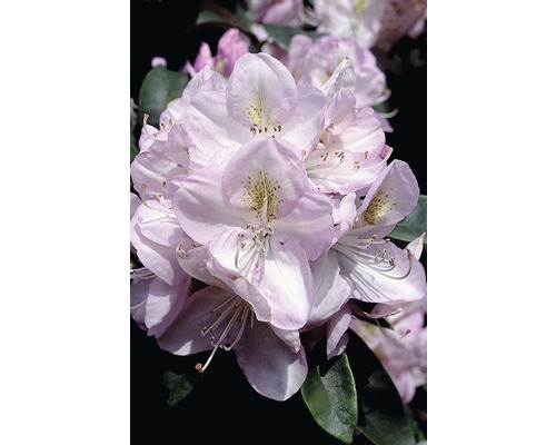 Rhododendron FLORASELF Rhododendron Hybride Gomer Waterer 30-40cm Co 6L