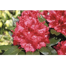 Närbild av en Rhododendronblomma med blad