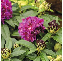 Närbild av en rhododendronplanta med blommor och knoppar