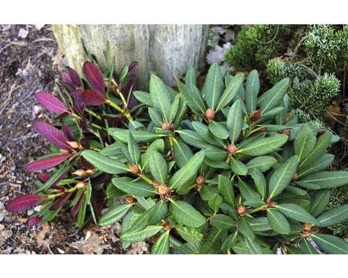 Rhododendron & azalea