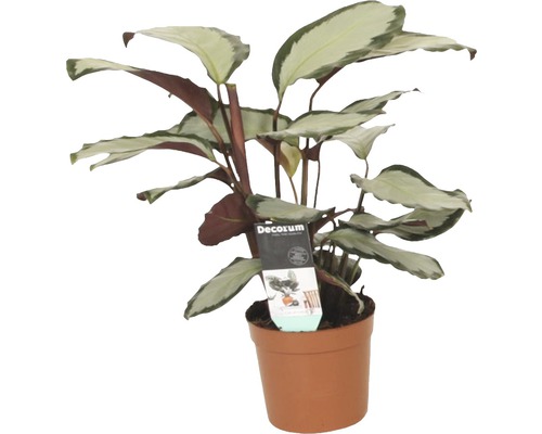 Spegelkalatea FLORASELF Calathea argentea Pictorata 35-45cm krukstorlek Ø12cm Växt i kruka