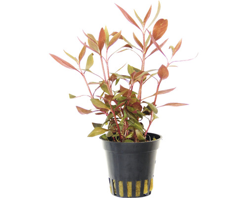 Akvarieväxt DENNERLE PLANTS Minipapegojblad Alternanthera reineckii mini T/10 Ludwigia repens i kruka