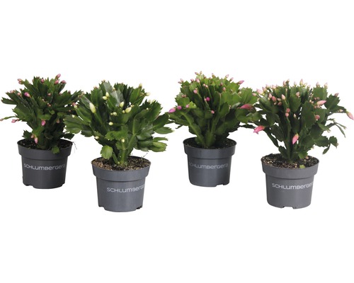 Fyra krukväxter julkaktus med gröna blad och blomknoppar i krukor av märket Schlumbergera