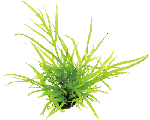 Akvarieväxt DENNERLE PLANTS Javaormbunke Trident Microsorum pteropus Trident T/10 Akvarieväxt med förgrenade blad