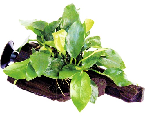 Akvarieväxt DENNERLE PLANTS Sugrötter med dvärganubias Anubias nana ca 16x7x12cm Akvarieväxt på rotträ med sugpropp för fastsättning