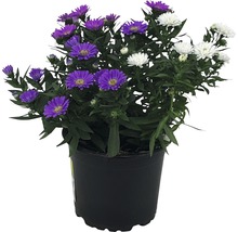 Aster i kruka med lila och vita blommor