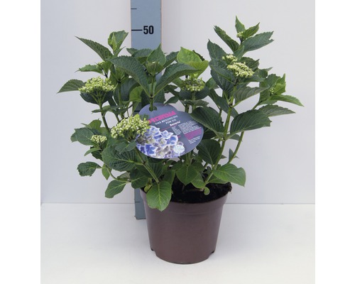 Trädgårdshortensia FLORASELF Hydrangea macrophylla 30-40cm co 4L tillfälligt sortiment