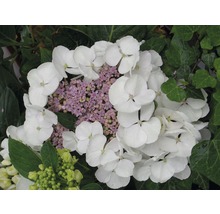 Hortensia vit FLORASELF Hydrangea macrophylla 30-40cm co 4L