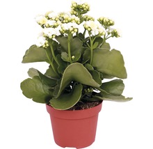 Kalanchoe växt med vita blommor i kruka