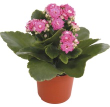 Kalanchoe växt med rosa blommor i kruka
