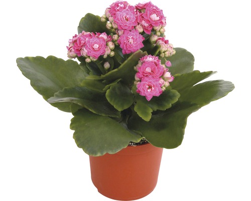 Kalanchoe växt med rosa blommor i kruka