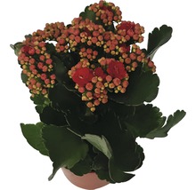Våreld FLORASELF Kalanchoe blossfeldiana Calandiva 20-25cm Ø12cm röd-thumb-1
