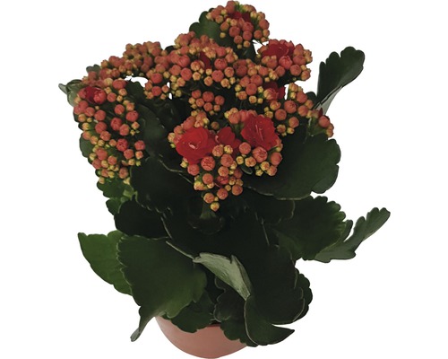 Kalanchoe krukväxt i kruka