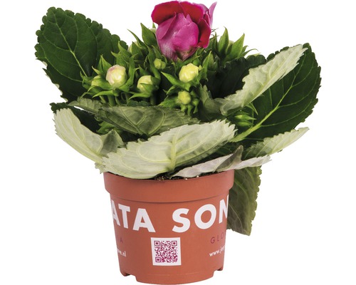 Violgloxinia FLORASELF Gloxinia perennis 20-25cm Ø12cm tillfälligt sortiment Gloxinia i kruka med purpurröda blommor