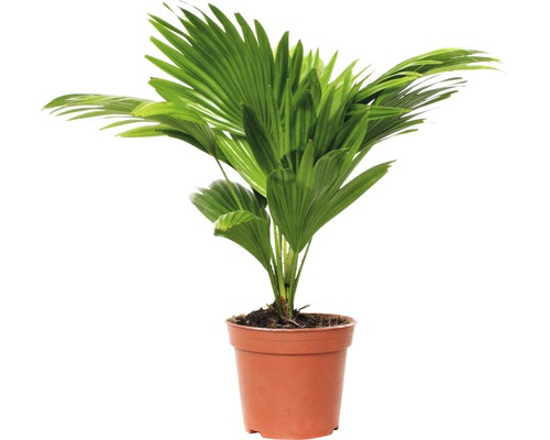 Serdangpalm FLORASELF Livistona rotundifolia ca 65cm Ø17cm