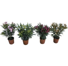 Fyra oleanderväxter i krukor med olika blommor