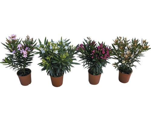 Fyra oleanderväxter i krukor med olika blommor