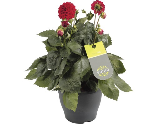 Dahlia i kruka med SUNIQ-etikett