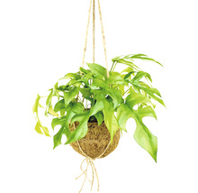 Kokodamaampel FLORASELF Monstera höjd inkl. kruka ca 35cm krukstorlek Ø17cm