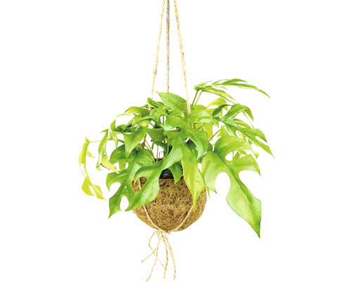 Kokodamaampel FLORASELF Monstera höjd inkl. kruka ca 35cm krukstorlek Ø17cm Hängande växt i kokedama med snörupphängning