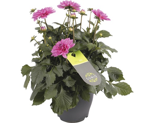 Rosafärgad dahlia i kruka med Suniq-logotyp