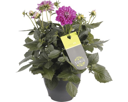 Dahlia i kruka med SUNIQ etikett