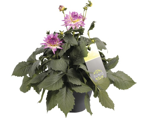 Dahlia i kruka med gröna blad och blommor