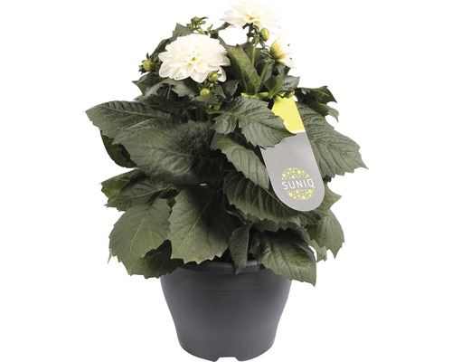 Dahlia i kruka med vita blommor och gröna blad