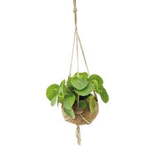 Kokedamaampel pilea FLORASELF ca 25cm Ø25cm