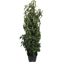 Portugisisk lagerhägg FLORASELF Prunus lusitanica Angustifolia 100-125cm ClickCo
