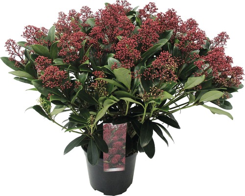 Skimmia i kruka med röda bär och gröna blad